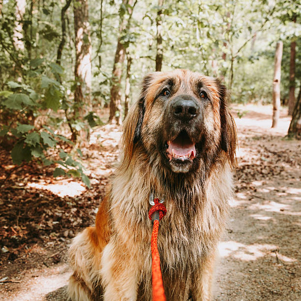 istock Leonberger dog portrait with leash on on forest path 2219482603
