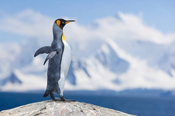 istock Antarctica King penguin standing alone on rock in front of mountain range 2219482762
