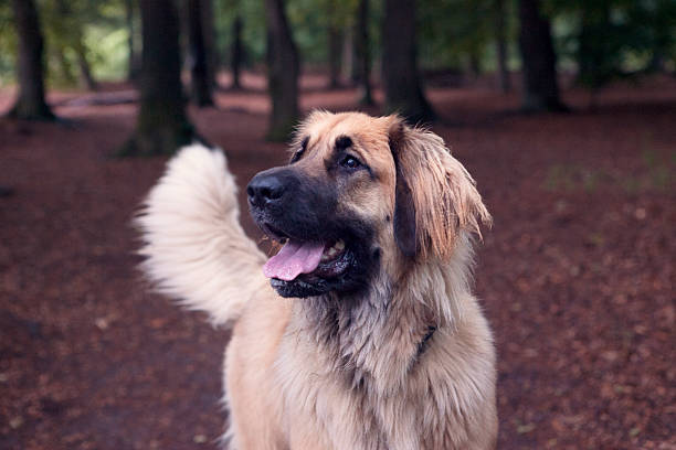 istock Leonberger head tilt in autumn forest clearing 2219483085
