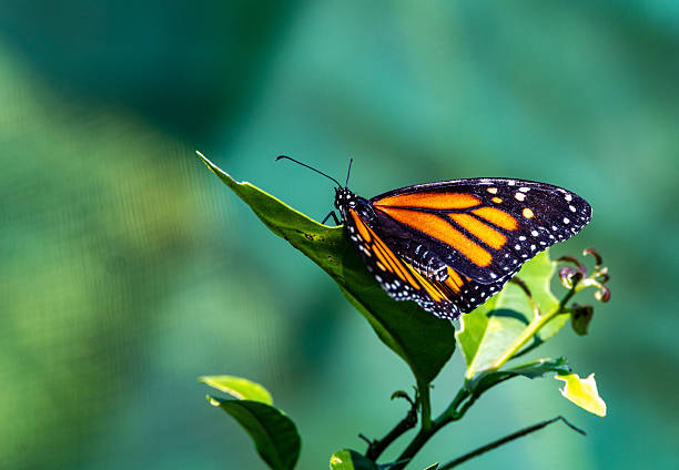 istock Monarch Butterfly on Green Leaf 2219483144