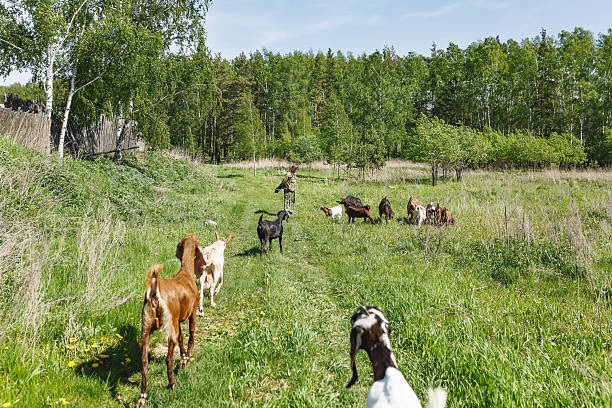 istock Group of goats on grassy landscape 2219483157