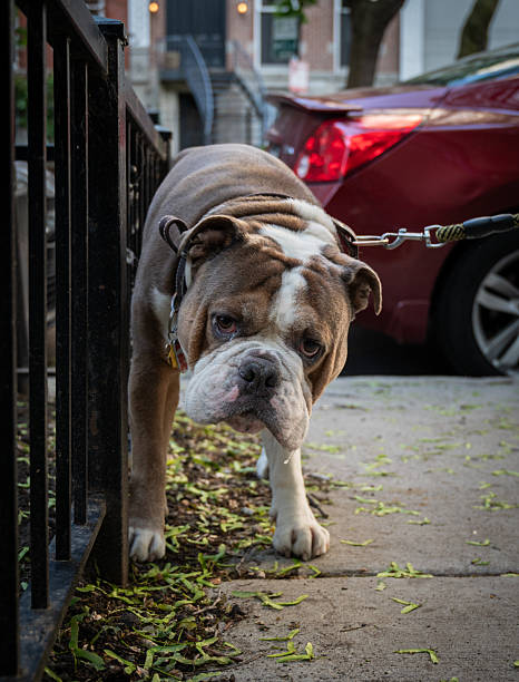 Various dogs seen on the streets of Chicago