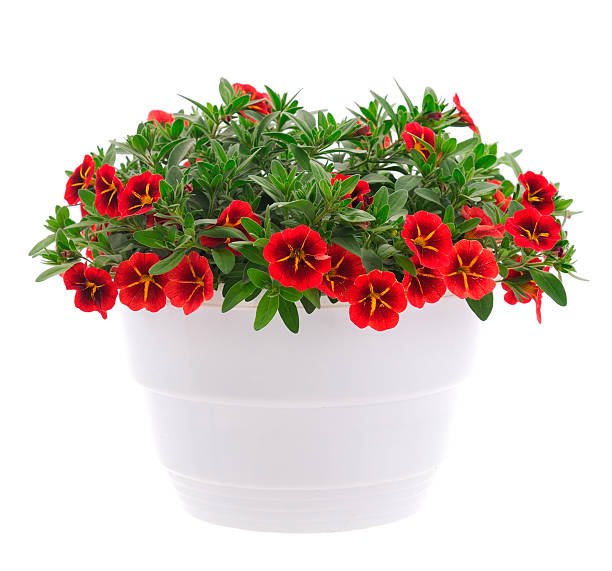 istock Calibrachoa flowers isolated. 2219484215