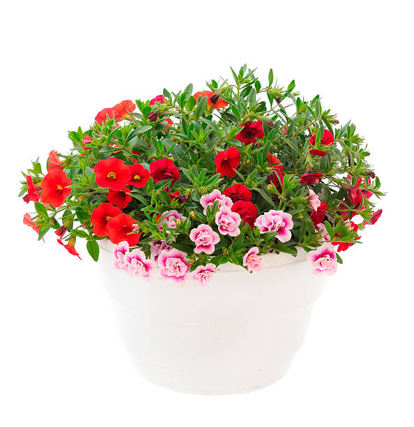 istock Calibrachoa flowers isolated. 2219484223