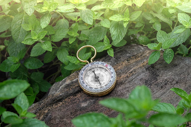 istock Gold compass on rock in garden. 2219485875