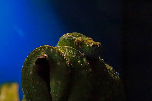 50+ Green Tree Python Teeth Stock Photos, Pictures & Royalty-Free ...
