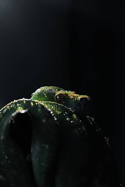 50+ Green Tree Python Teeth Stock Photos, Pictures & Royalty-Free ...