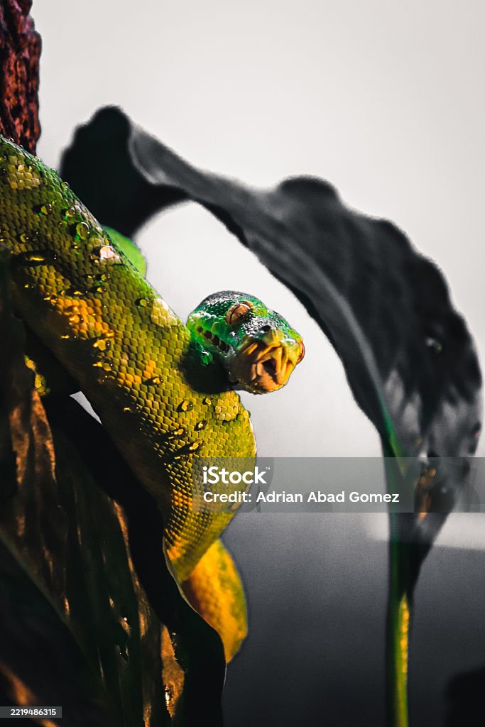 Morelia Viridis The Green Tree Python Stock Photo - Download Image Now ...