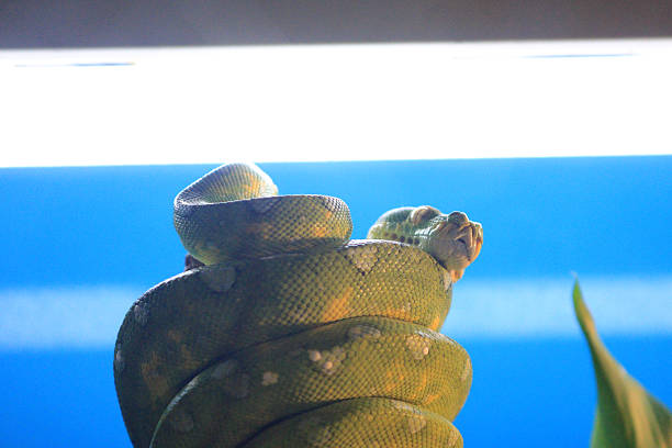 50+ Green Tree Python Teeth Stock Photos, Pictures & Royalty-Free ...