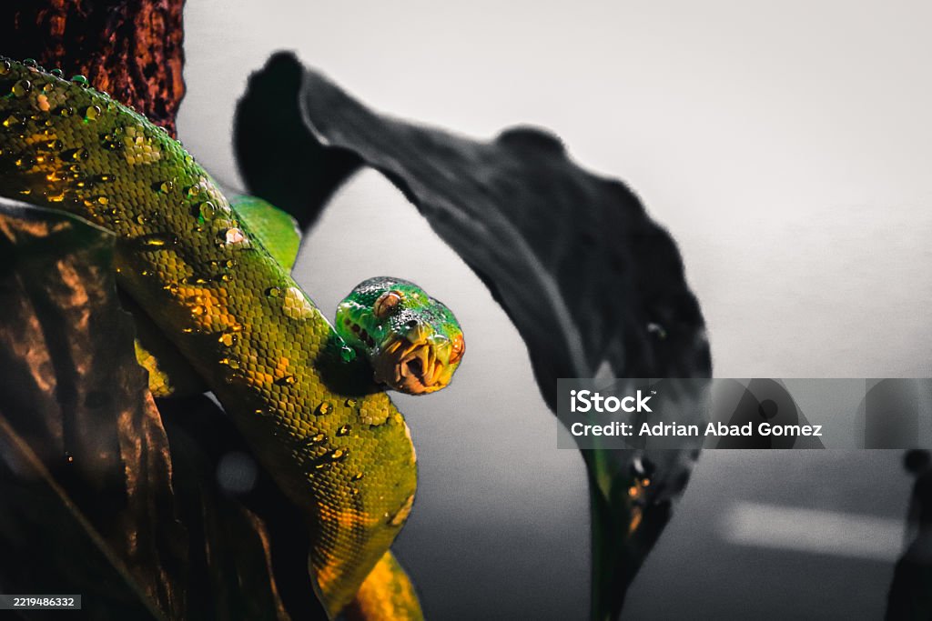 Morelia Viridis The Green Tree Python Stock Photo - Download Image Now ...