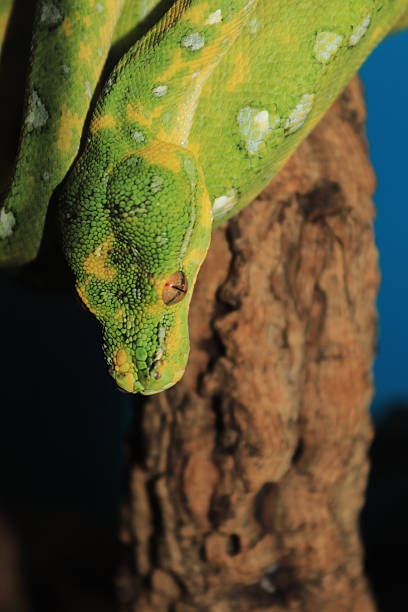 50+ Green Tree Python Teeth Stock Photos, Pictures & Royalty-Free ...