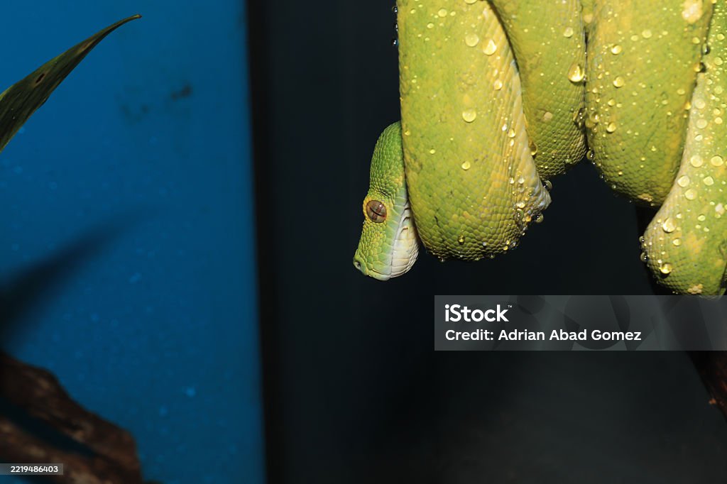 Morelia Viridis The Green Tree Python Stock Photo - Download Image Now ...
