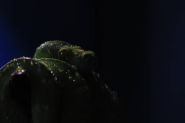 50+ Green Tree Python Teeth Stock Photos, Pictures & Royalty-Free ...