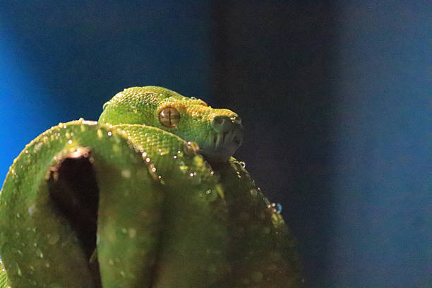 50+ Green Tree Python Teeth Stock Photos, Pictures & Royalty-Free ...