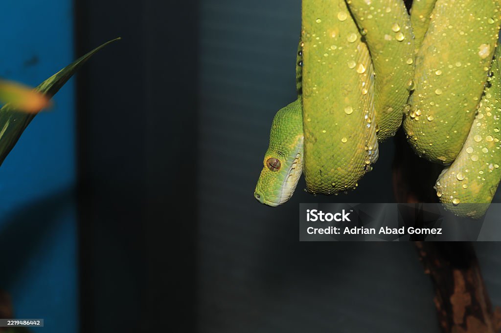 Morelia Viridis The Green Tree Python Stock Photo - Download Image Now ...