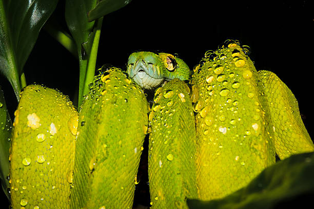 50+ Green Tree Python Teeth Stock Photos, Pictures & Royalty-Free ...
