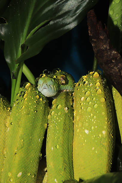 50+ Green Tree Python Teeth Stock Photos, Pictures & Royalty-Free ...