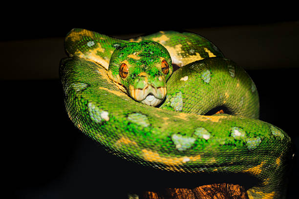 50+ Green Tree Python Teeth Stock Photos, Pictures & Royalty-Free ...