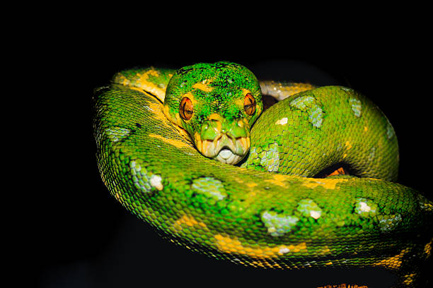50+ Green Tree Python Teeth Stock Photos, Pictures & Royalty-Free ...