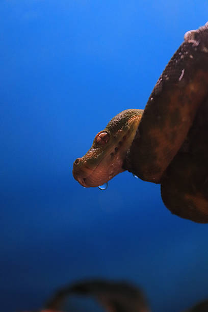 50+ Green Tree Python Teeth Stock Photos, Pictures & Royalty-Free ...