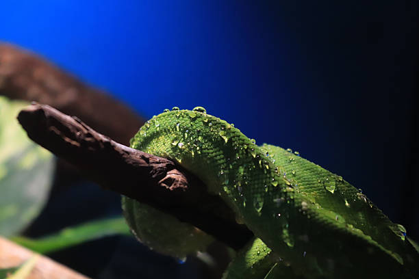 50+ Green Tree Python Teeth Stock Photos, Pictures & Royalty-Free ...