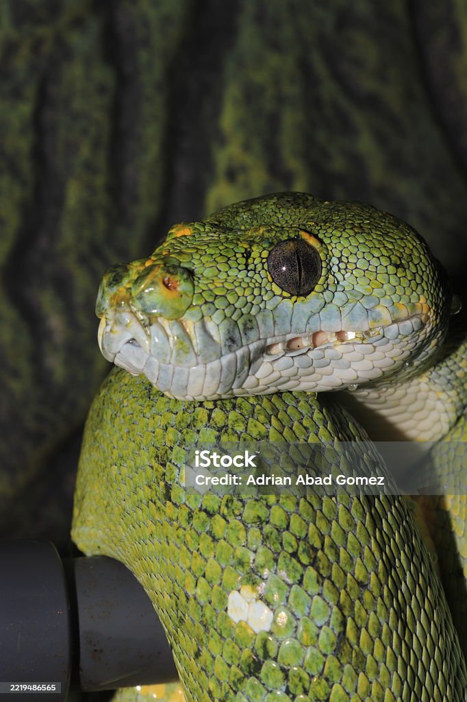 Morelia Viridis The Green Tree Python Stock Photo - Download Image Now ...