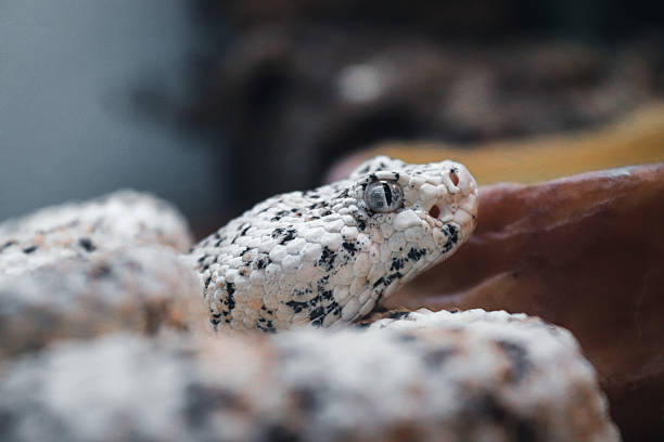 Cascabel Moteada o Crotalus pyrrhus