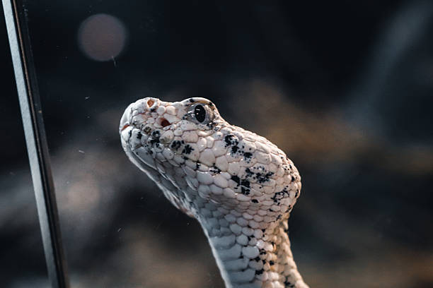 Cascabel Moteada o Crotalus pyrrhus