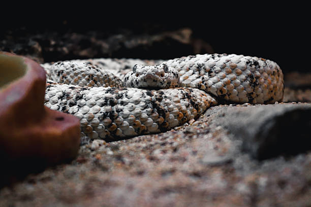 Cascabel Moteada o Crotalus pyrrhus