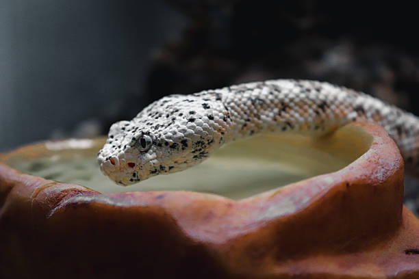 Cascabel Moteada o Crotalus pyrrhus