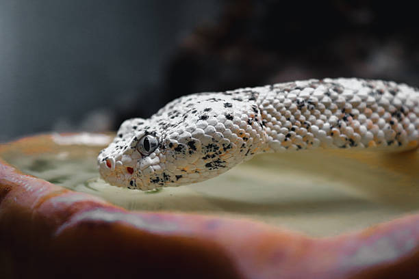 istock Cascabel Moteada o Crotalus pyrrhus 2219487606