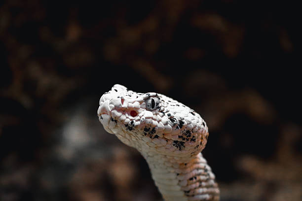 istock Spotted Rattlesnake or Crotalus pyrrhus 2219487616