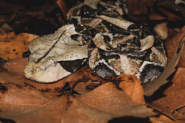 istock Bitis rhinoceros o bitis gabonica or gaboon viper 2219488307