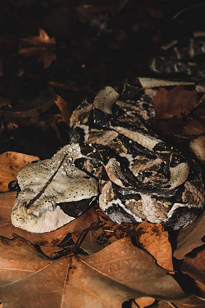 istock Bitis rhinoceros o bitis gabonica or gaboon viper 2219488312