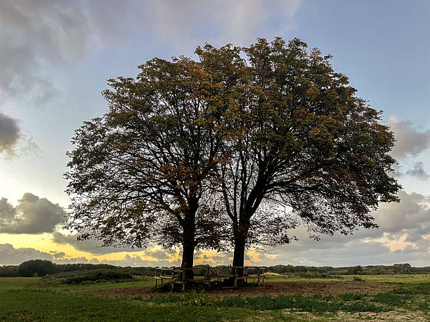istock An old tree in the National park in Wassenaar, The Netherlands 2219488678