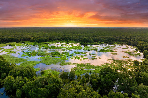 istock Florida wetlands with water between green wild vegetation. Tropical ecosystem at sunset 2219488857