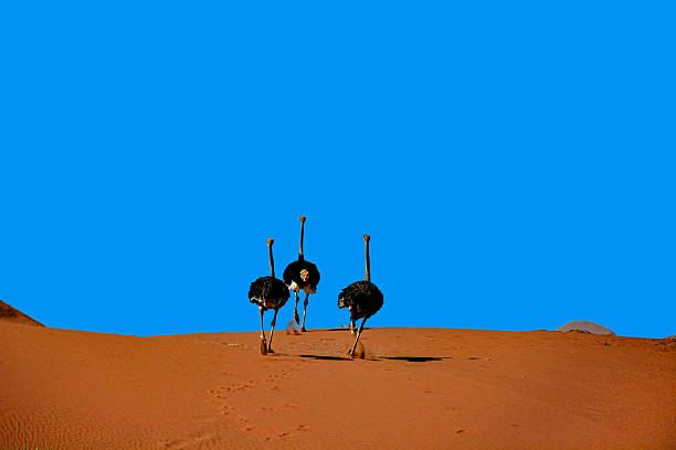 Three ostriches on the orange sands of Sossusvlei, in the Namib Desert, under a clear blue sky. Namibia
