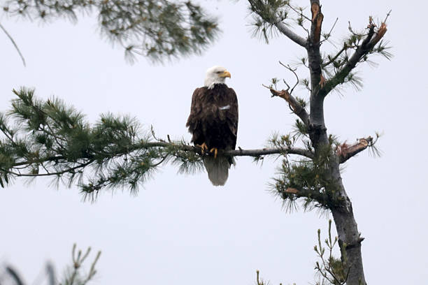 istock Three Juvenile Bald Eagles in the nest with parents nearby 2219491004
