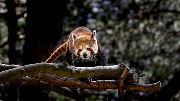 Red Panda or Lesser Panda is walking on a branch. The bear is looking down at the ground