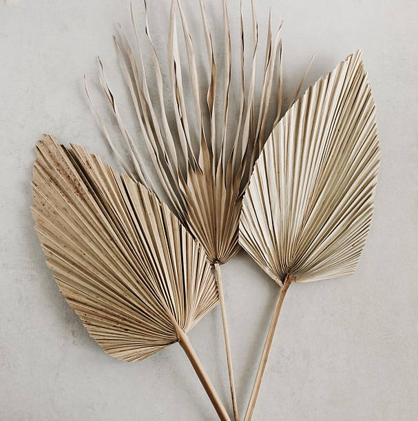 istock Dry palm leaves close up on beige textured background . 2219491017