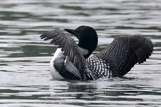 istock Northern Loon on the lake 2219491040