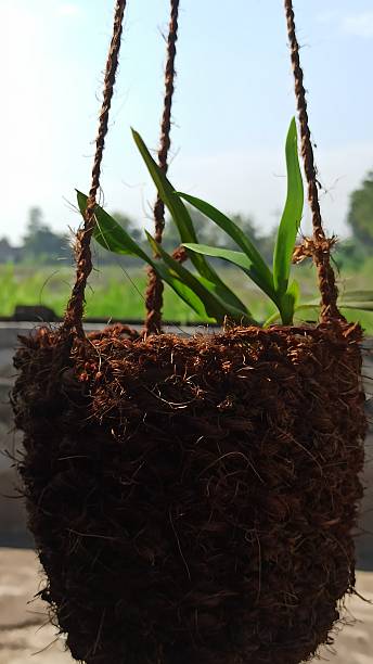 istock Hanging Pot Made from Coconut Fiber 2219491744