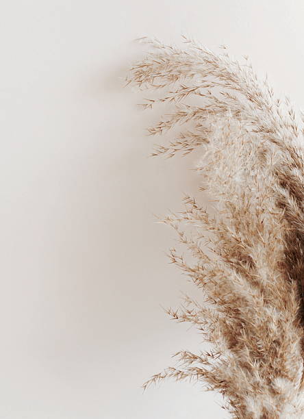istock Dry pampass grass branch on grey background template. 2219492810