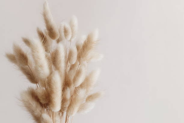 istock Dry fluffy flowers bouquet on beige background template with copy space. 2219492817