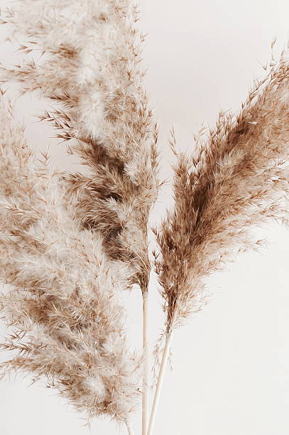 istock Dry pampass grass branch on grey background template. 2219492818