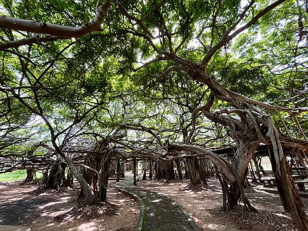istock Thailand - Sai Ngam Park ( Phimai) 2219495999