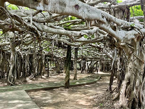 istock Thailand - Sai Ngam Park ( Phimai) 2219496051