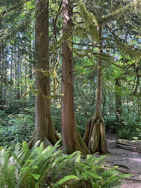 istock Snoqualmie Falls hiking 2219496223