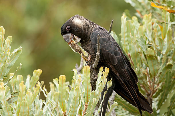 Carnaby's black cockatoo is found across a broad swathe of south western Australia.