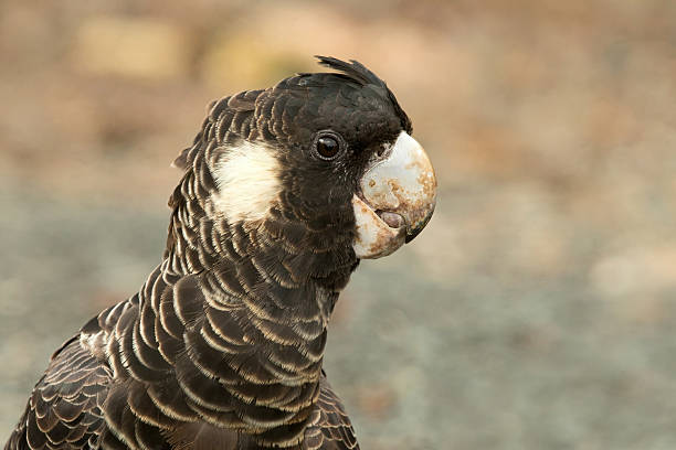 Carnaby's black cockatoo is found across a broad swathe of south western Australia.